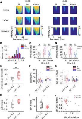 Bilateral Interactions in the Mouse Dorsal Inferior Colliculus Enhance the Ipsilateral Neuronal Responses and Binaural Hearing